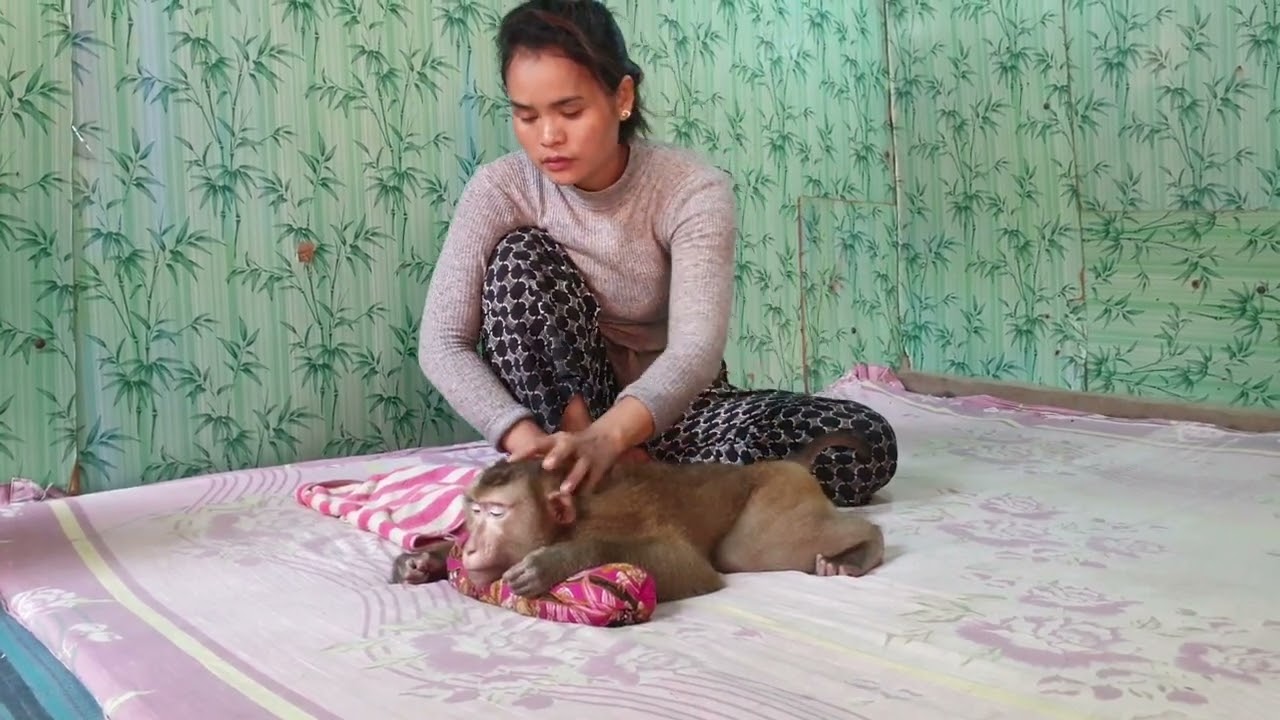 Great mom gently massage for adorable monkey Koko, Lovely Koko with mom care