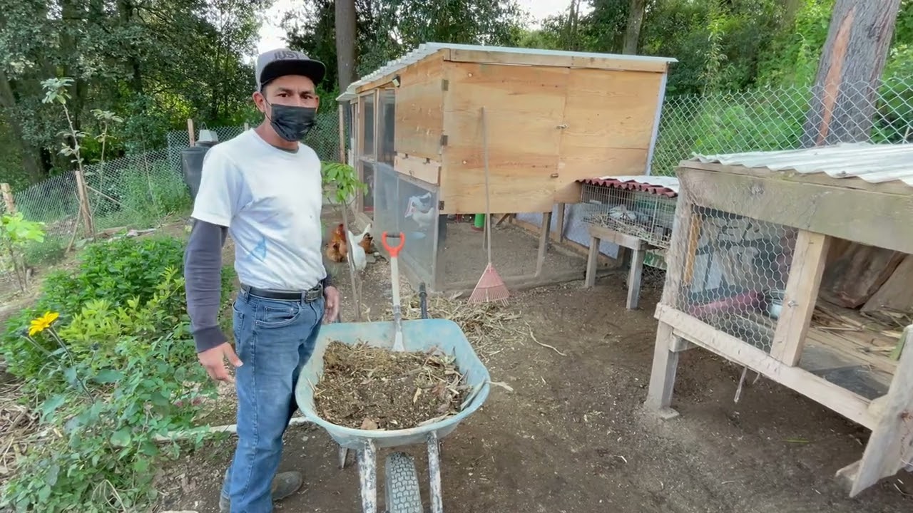 Obteniendo abono de CONEJO y como aplicarlo EN LAS PLANTAS Y ARBOLES FRUTALES , ABONO NATURAL.