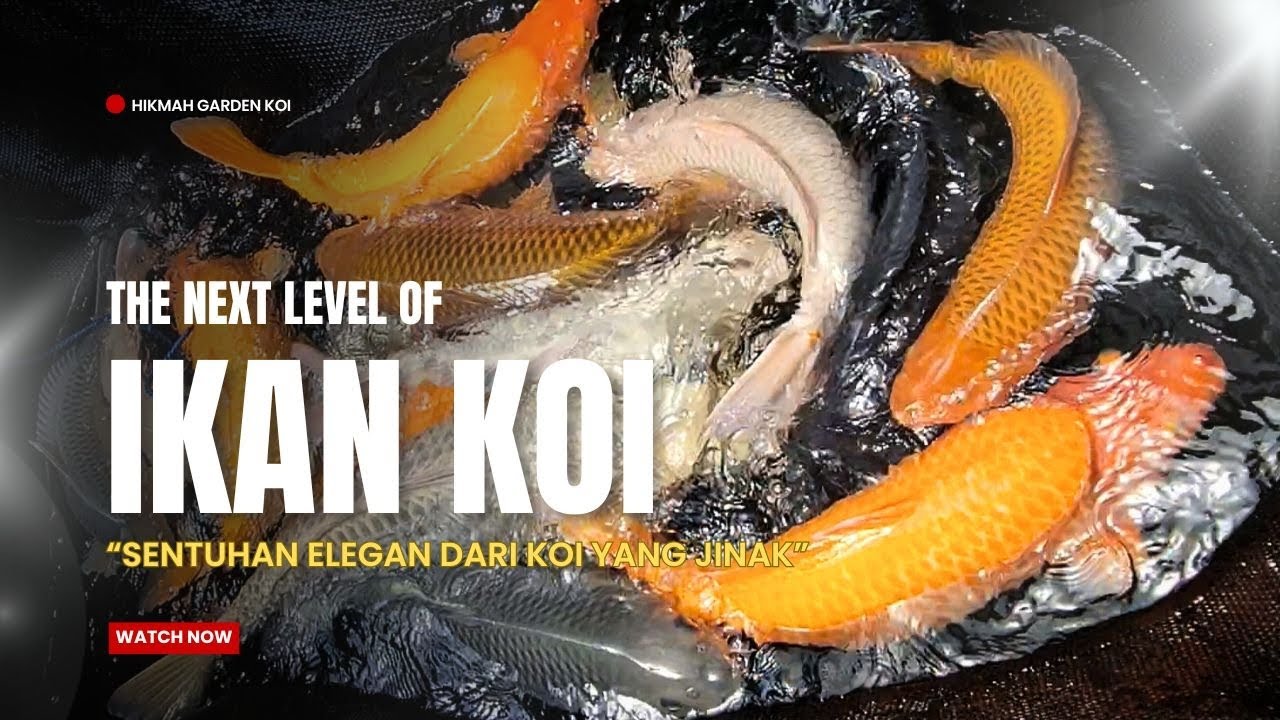 🔥 Review Lengkap Koi Jinak Grade Pilihan ❗warna super dan harga transparan !