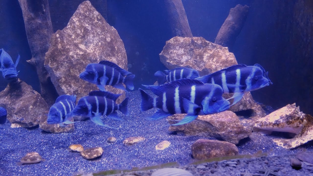 500 Gallon In-Wall Frontosa Tank