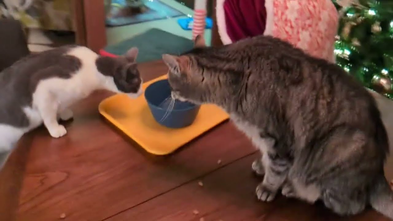 Popcorn Explores