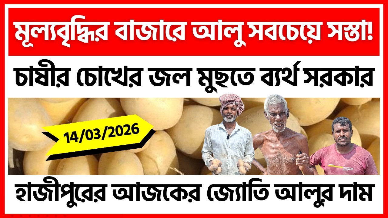 14/03/2026 : গোঘাটের হাজীপুরের আজকের নতুন আলুর দাম | জমি থেকে Live - India Potato News