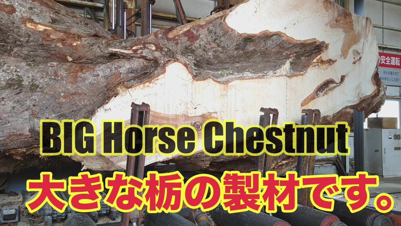 大きな栃