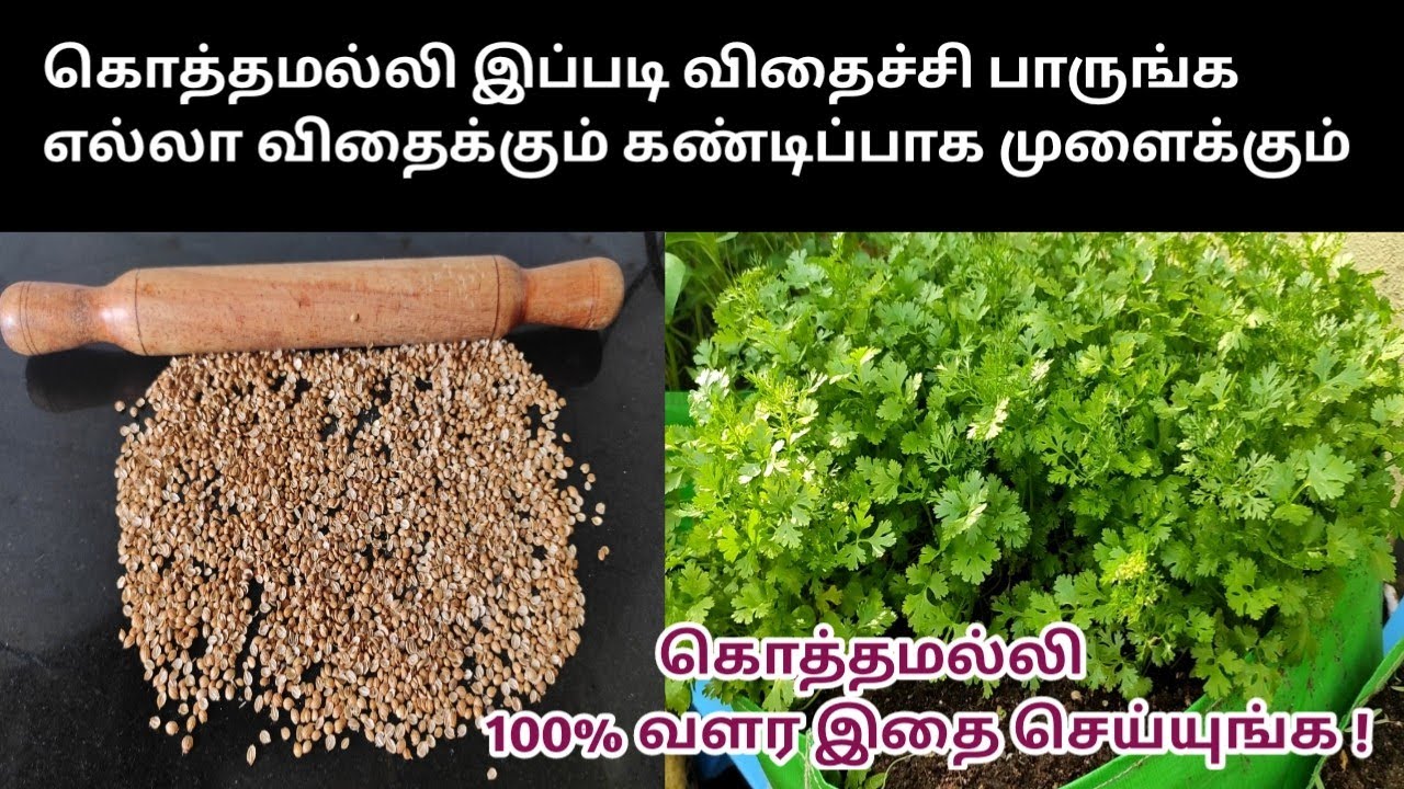 கொத்தமல்லி இப்படி விதைத்து பாருங்க எல்லா விதைகளும் கண்டிப்பாக முளைக்கும்@MaadithottamSachu