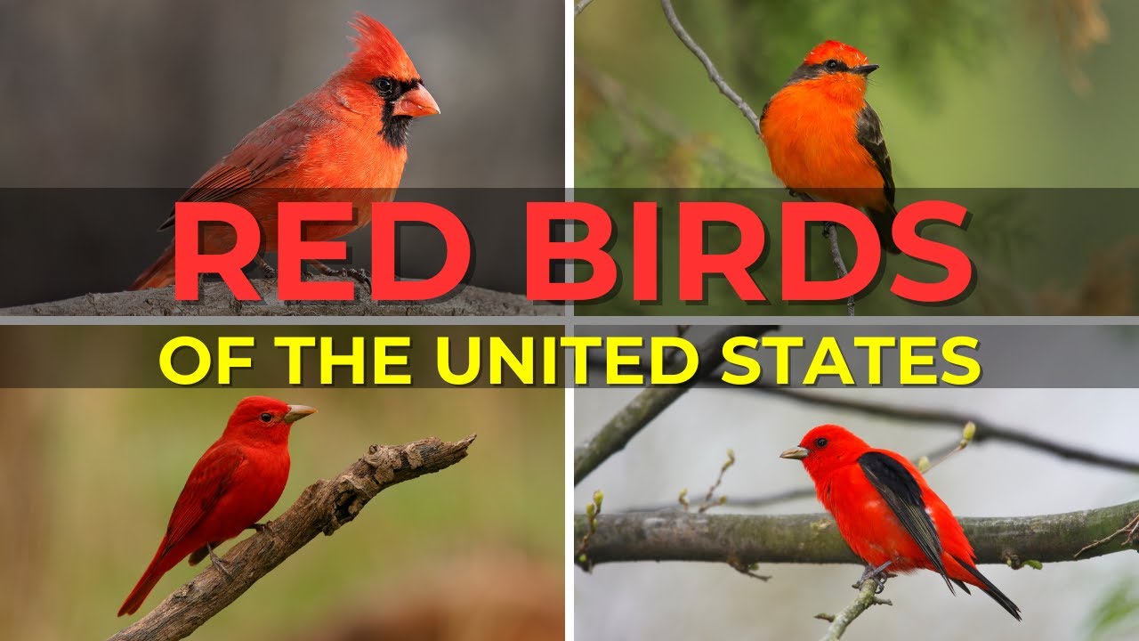 5 BEAUTIFUL Red Birds in the United States