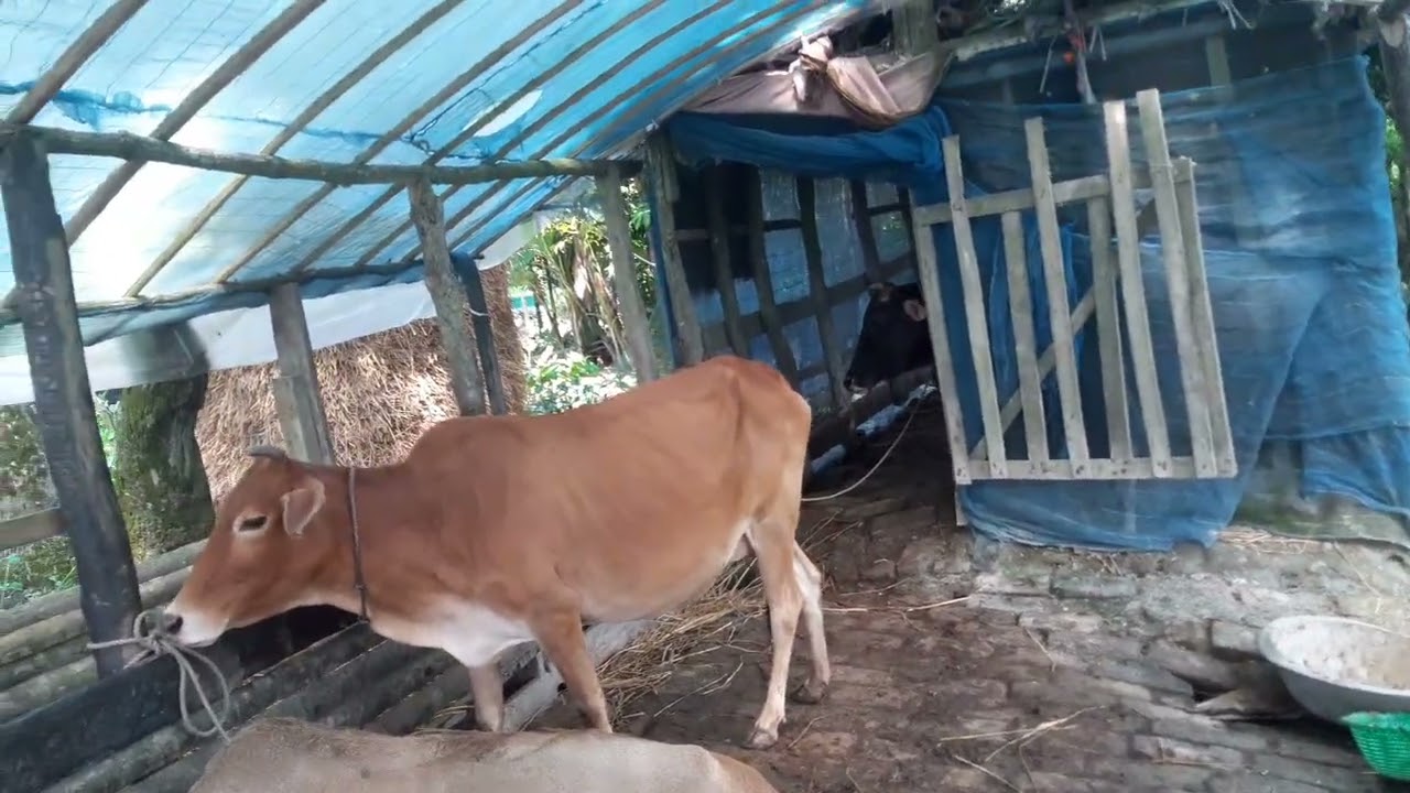   ২ লক্ষ টাকা পুঁজি দিয়ে বছরে দুই লাখ টাকা ইনকাম  মাত্র পাঁচটা গরু দিয়ে 