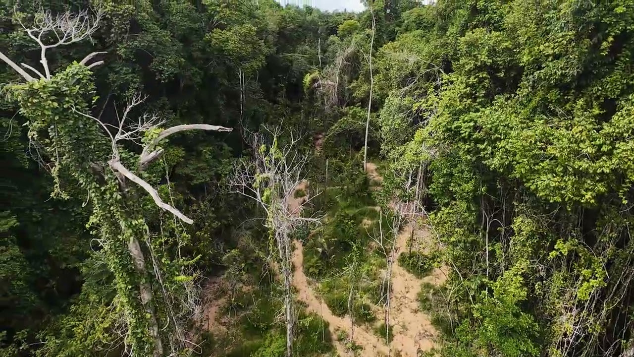 Floresta amazônica parte 02 #amazonia