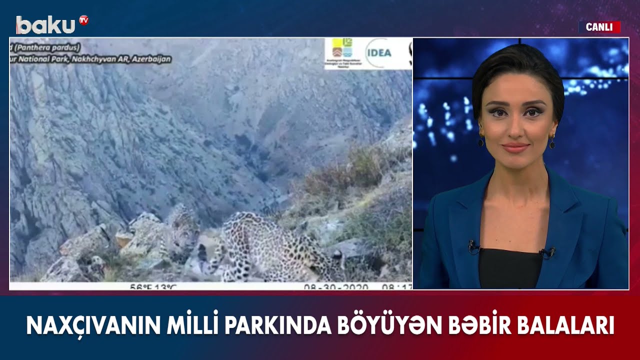 Naxçıvanın Milli Parkında böyüyən bəbir balaları - Baku TV