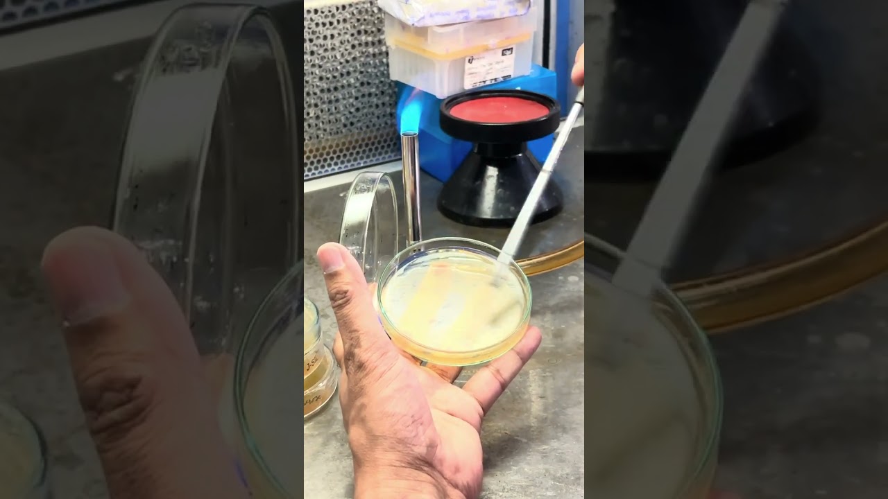 How to Streak Bacteria and Yeast on a Petri Plate | Microbiology Lab Tutorial