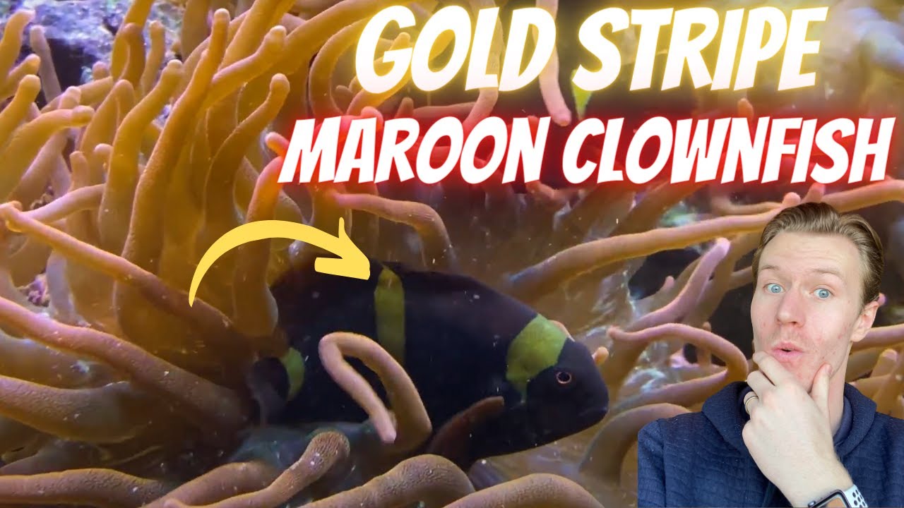Gold Stripe Maroon Clownfish - Everything You Need to Know - Watch Before You Buy!