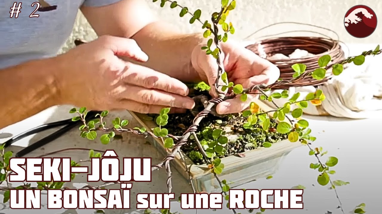 Développer un Bonsaï sur une Roche - STYLE SEKI-JÔJU - Épisode 2 🌱 NEJIKAN BONSAI 🌱