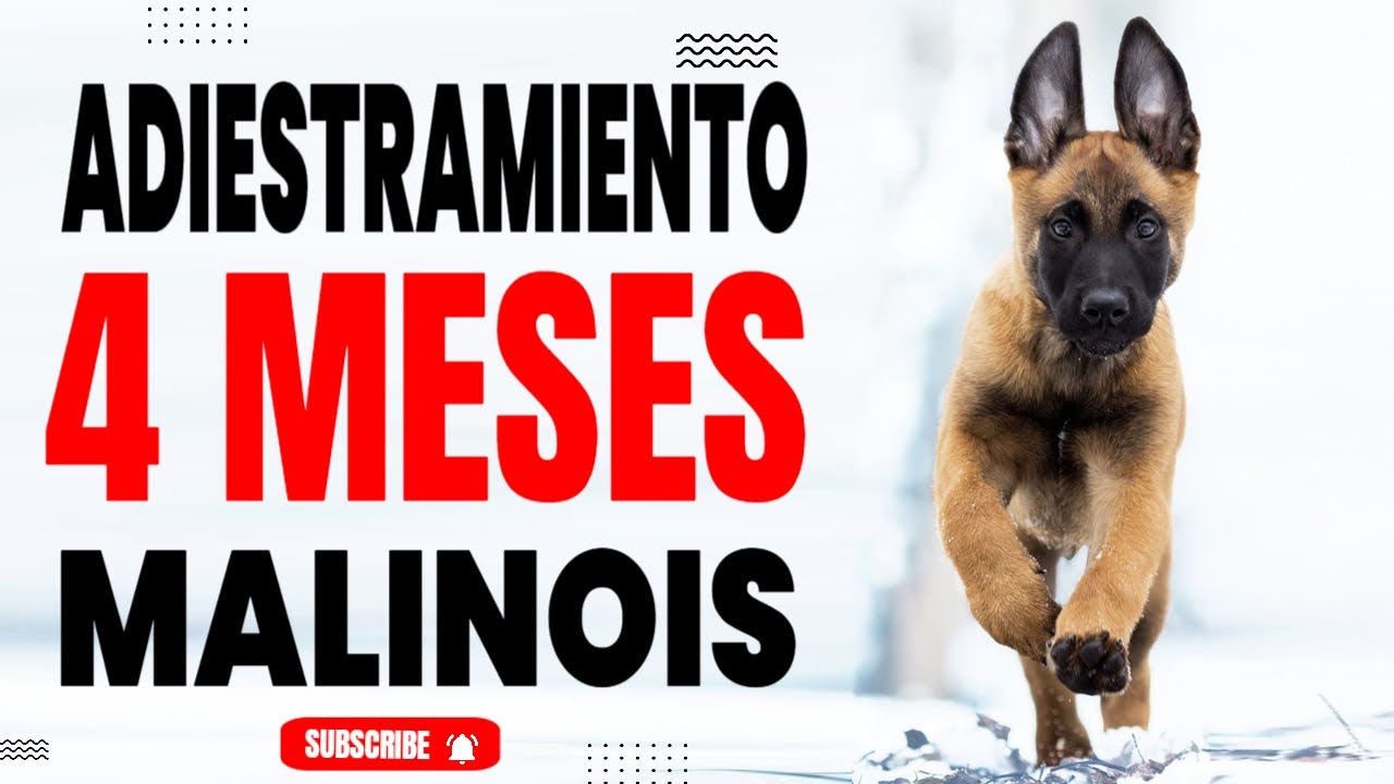 ¿Cuál es la Mejor Edad para Entrenar a tu Perro? Consejos y Recomendaciones