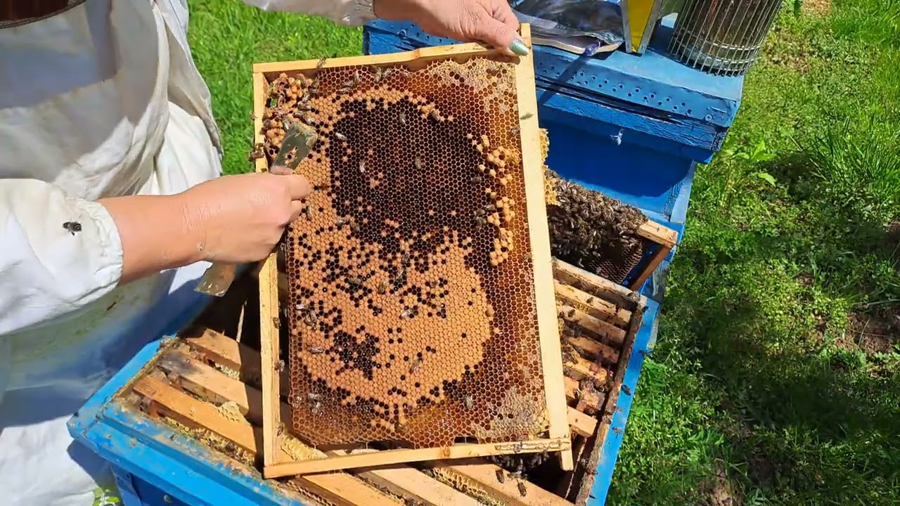 Albine,  botci din plin . 26.04.2024