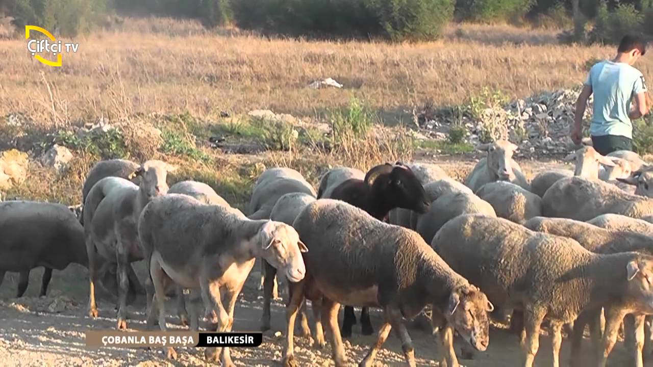 ÇOBANLA BAŞ BAŞA 14. BÖLÜM  BALIKESİR