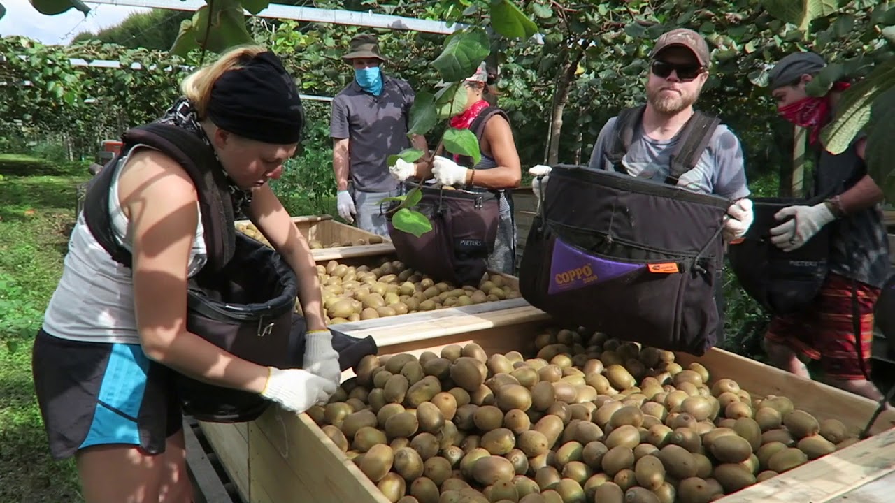PIETERS HORTICULTURE - Kiwifruit Harvest