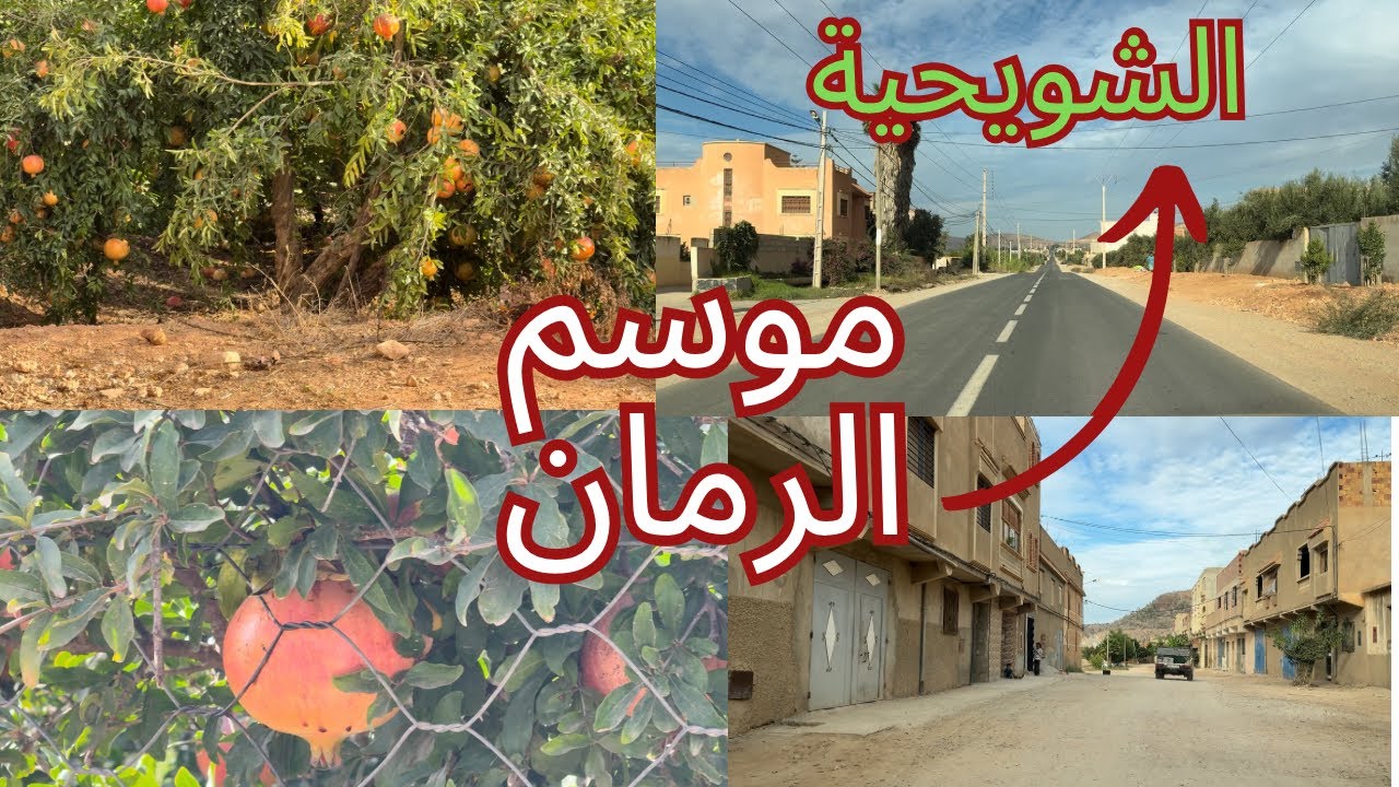 موسم الرمان والزيتون في الشويحية إقليم بركان 🍊🇲🇦 الخير موجود تبارك الله 👌