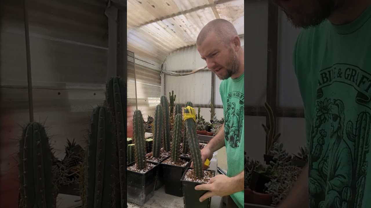 V. ABLE GREENHOUSE GRAFFIN