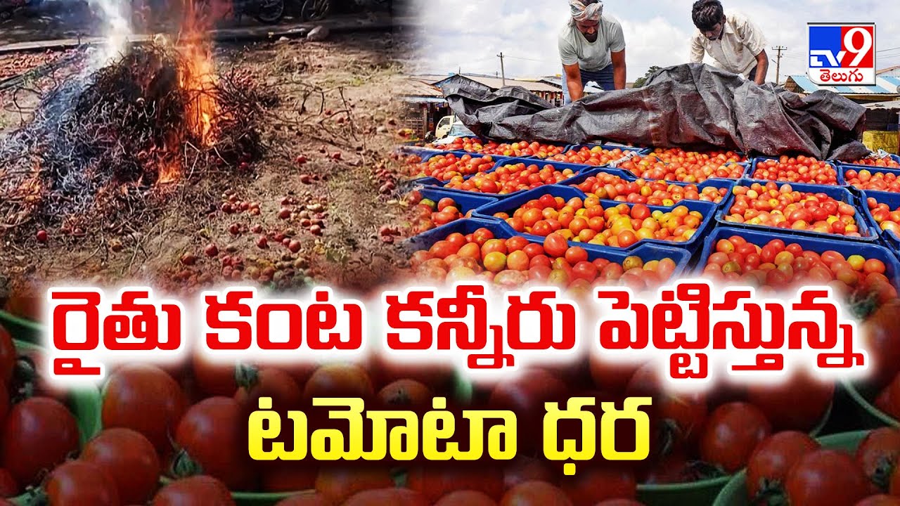 రైతు కంట కన్నీరు పెట్టిస్తున్న టమోటా ధర | Tomato Price Drop Down | Medak - TV9