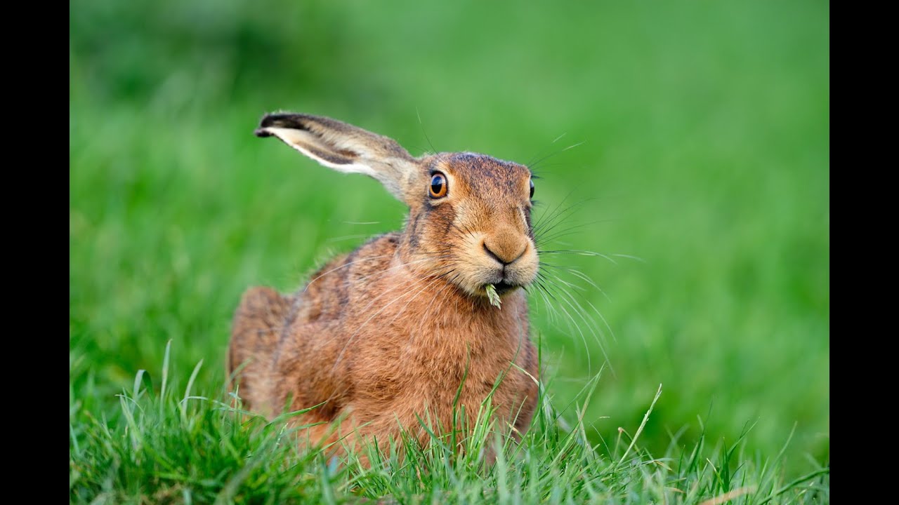 Детям и взрослым про зайцев. Этого 