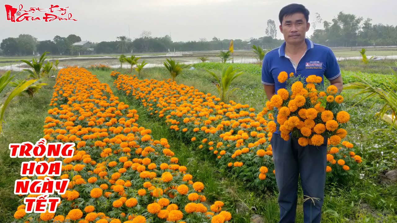 Chia Sẽ Cách Trồng Và Chăm Sóc  Hoa Vạn Thọ Cho Ngày Tết Nguyên Đán Xuân 2023 | NKGĐ