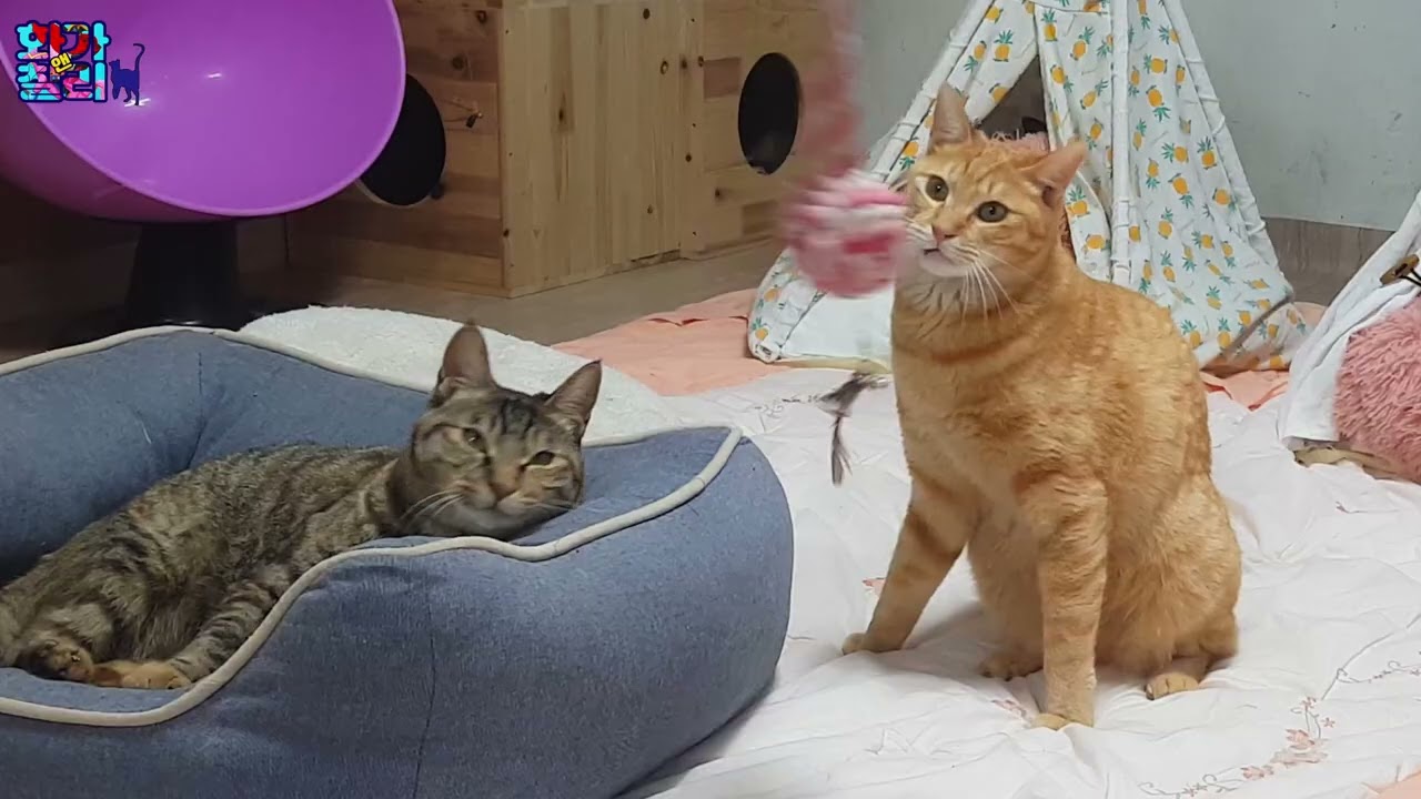 혼자 사는 고양이 집사는 뭐 하면서 놀까?