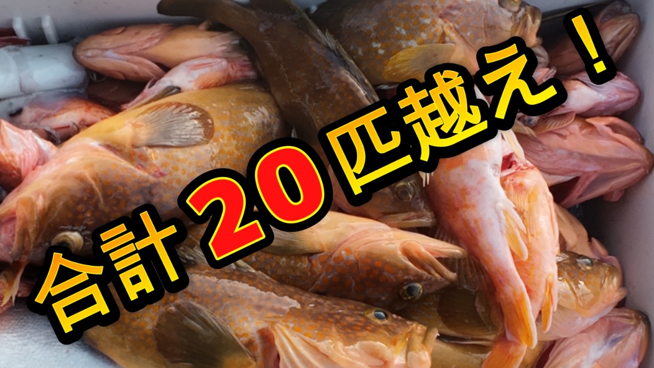 【五島列島】タイラバでアコウ20匹越えの大漁！クーラー満タンの爆釣ダイジェスト！