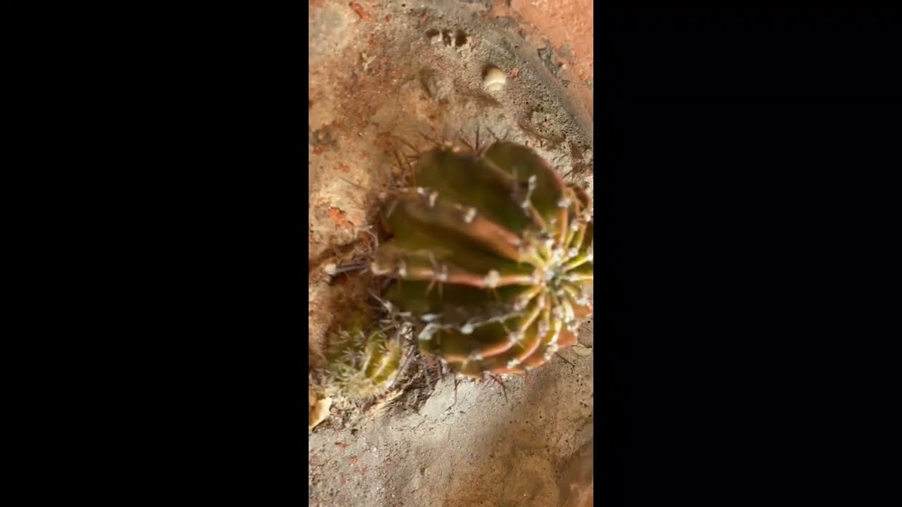 How I take Care of my Cactus Plants Winter-Cactus plant Care-Succulent Plant Care-Passion Gardening