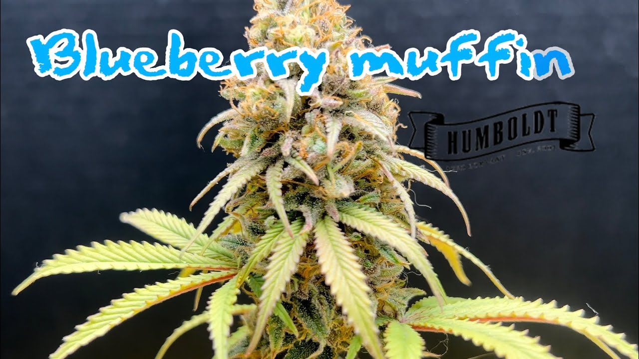 Blueberry Muffin by The Humboldt Seed Co. Harvest and smoke report.