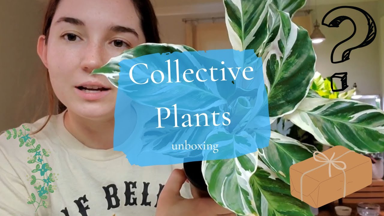 Coollective Plants Unboxing 💙 Etsy  - Calathea white fusion, Stella, and Orbifolia