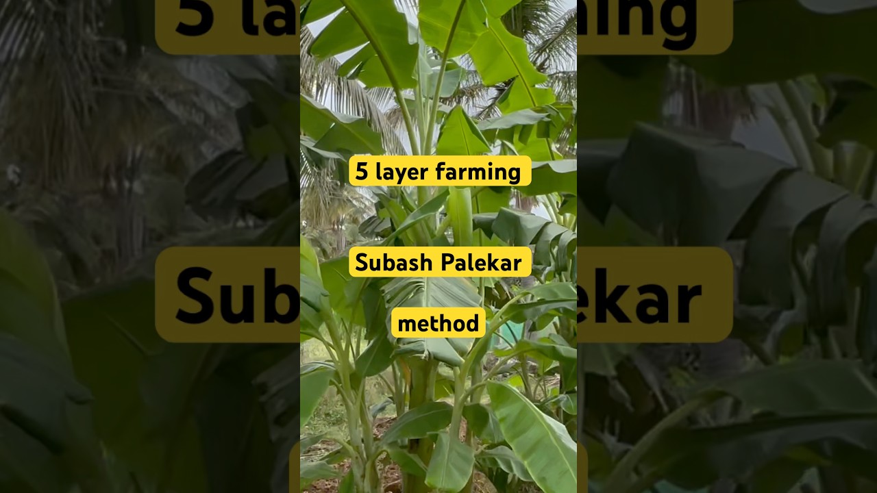 SubashPalekar 5 layer model