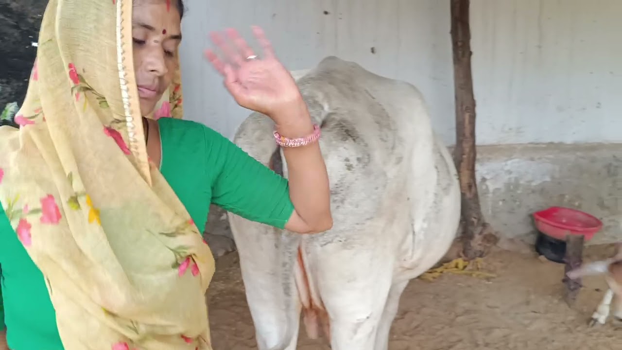 Full Indian Cow Milking Video By Kailashi Verma || Indian Cow Milk || Dairy Farm || Cow farm