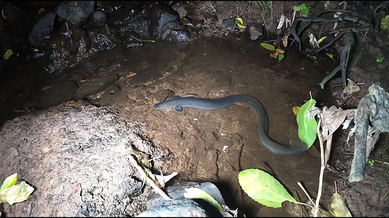 Feeding Eels 10 Feb 2026