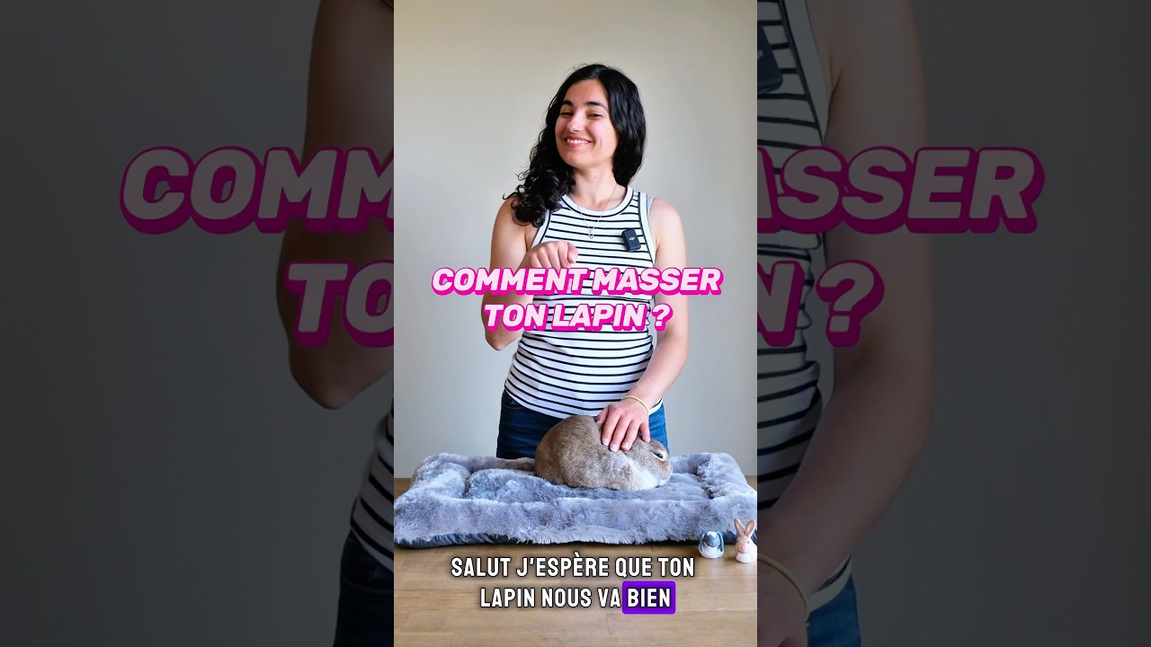 Un peu d&rsquo;amour et de tendresse ❤️ comment masser son lapin en 1min #lapin #rabbit #lapinnain #bunny