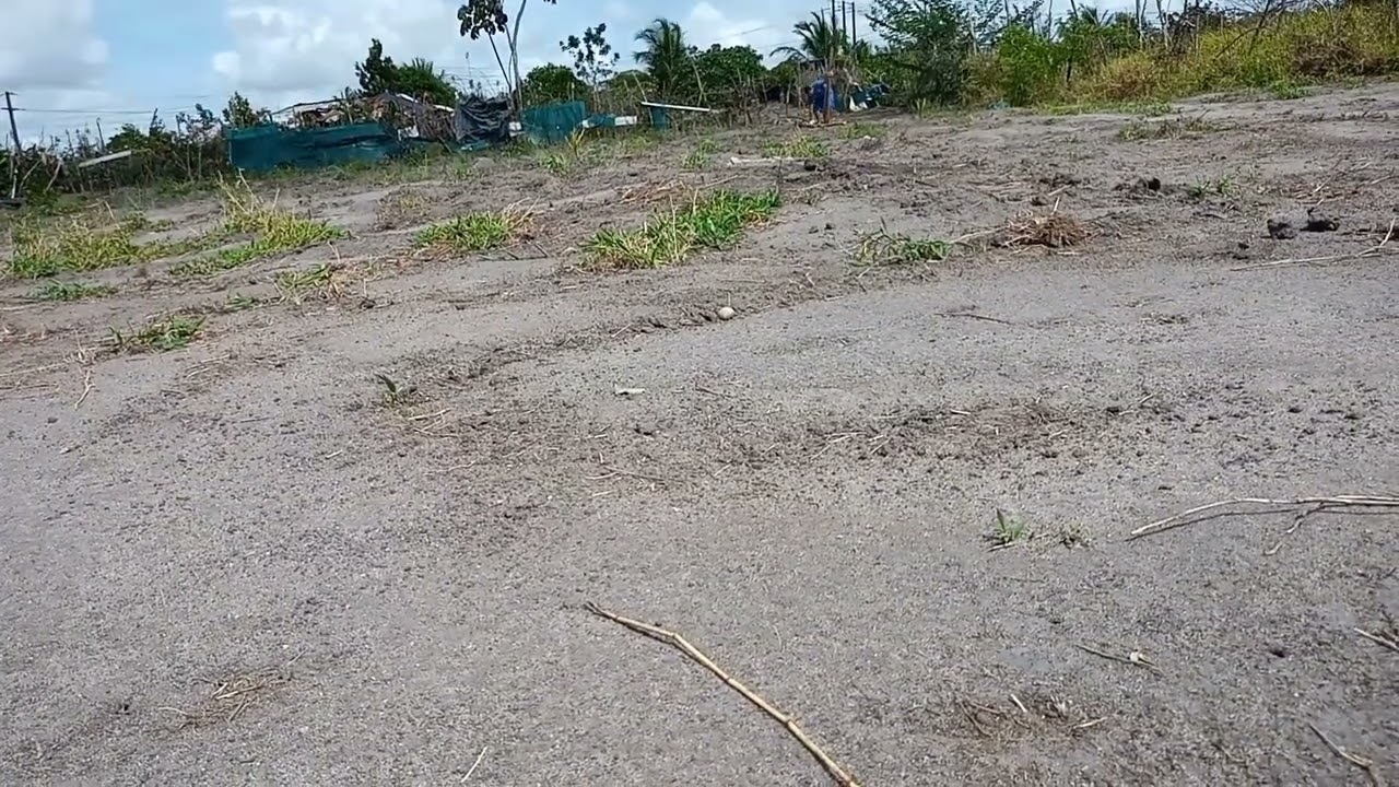 Colocando as estacas do fundo do terreno do meu amigo.