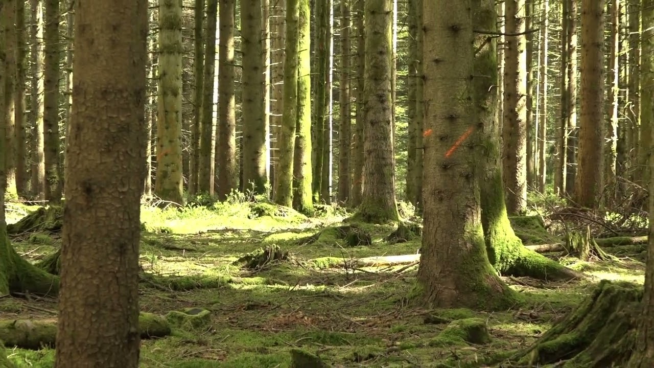 Plenterwald und Plenterbewirtschaftung &ndash; Teil 13