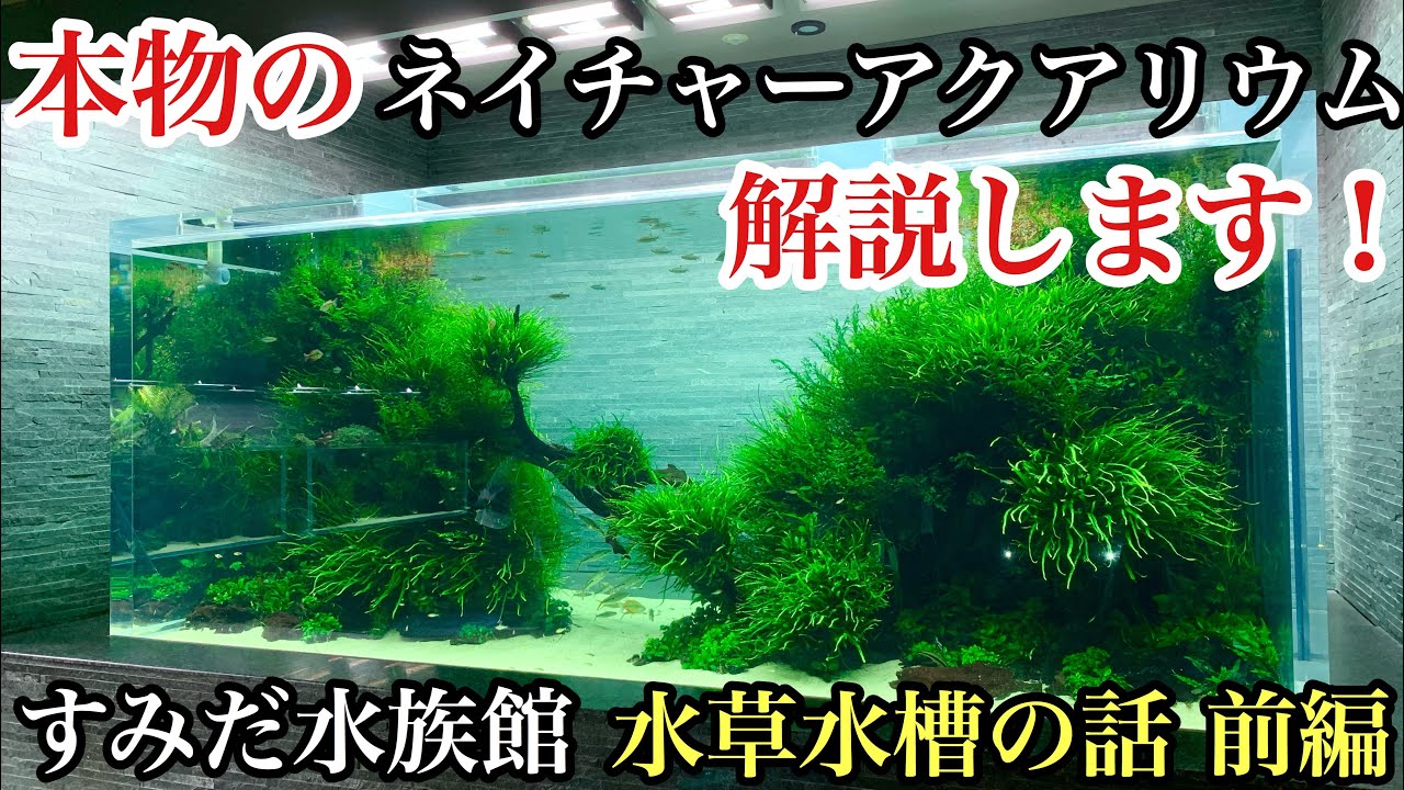 逢いに行ける本物の水草水槽！すみだ水族館のネイチャーアクアリウム水槽を解説します【前編】初心者のための水槽立ち上げ、オーバーフロー、アクアテラリウム水槽、構図、ミクロソリウム、アヌビアス、ボルビティス