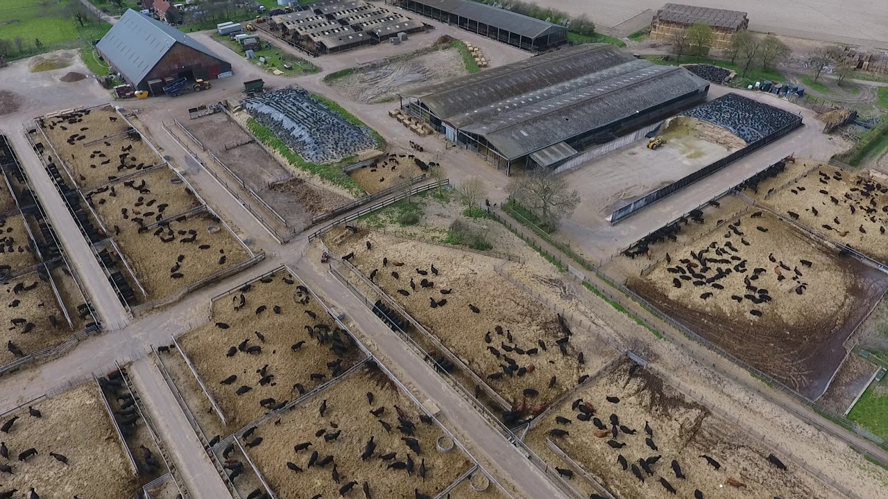 Britain's beef-lots filmed from the sky