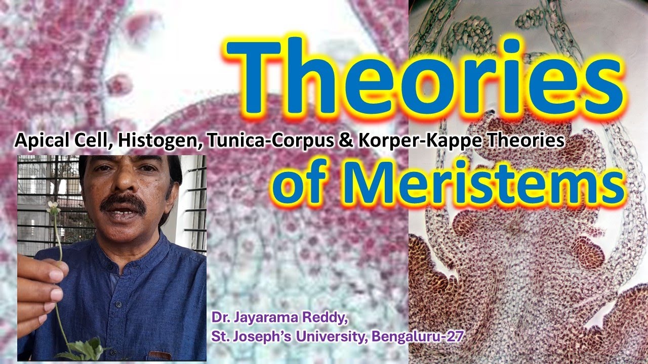 Theories of Meristem| Apical Cell| Histogen| Tunica Corpus| Korper-Kappe| St. Joseph's University