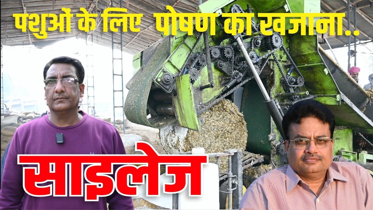 पोषण की ताकत.. दूध की बढ़त.. पशुओं के लिए सुपर फ़ूड- साइलेज #milk #milkproduction #animalnutrition