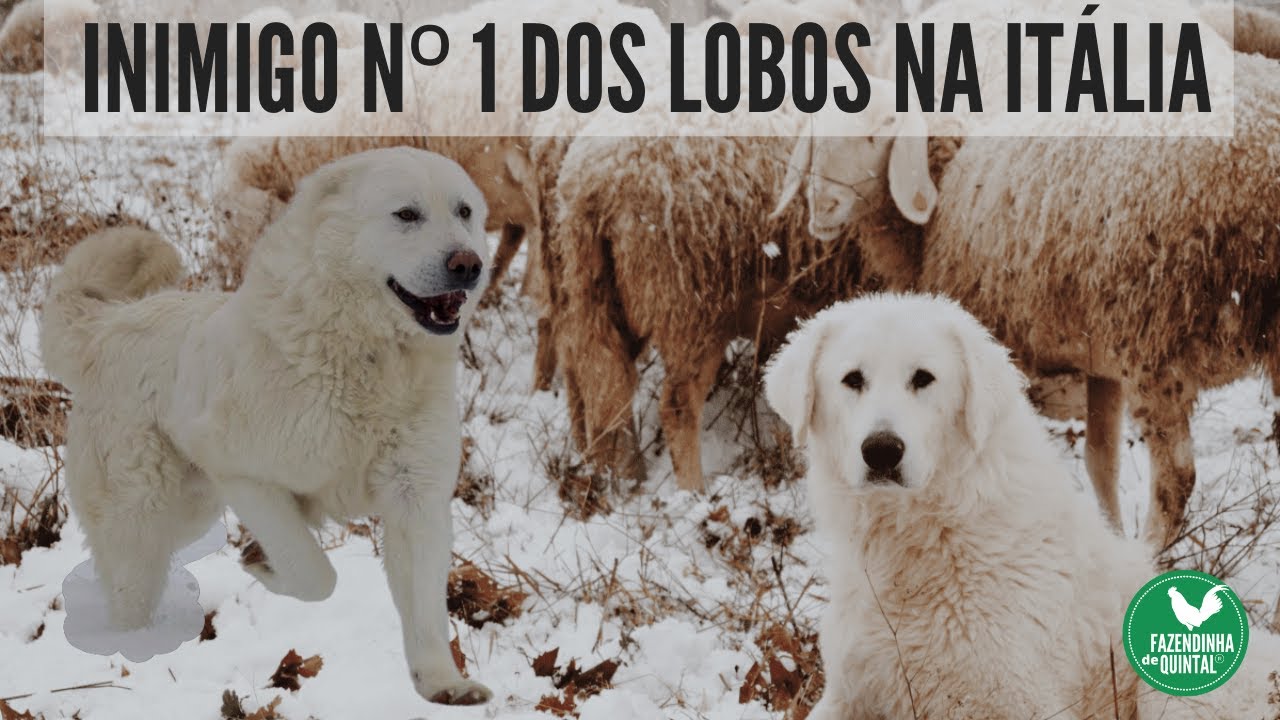 Conheça o Pastor Maremano Abruzês!
