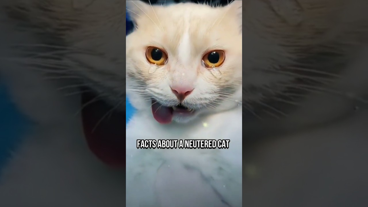 What to Expect After Your Cat Is Neutered❤️&zwj;🩹