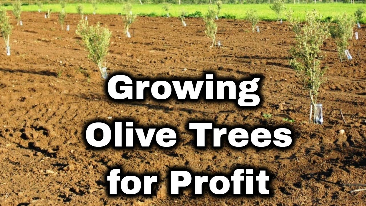 Olive Tree Farming for Profit