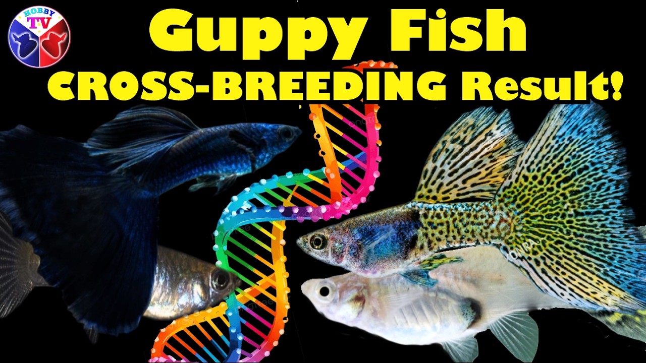 Итоговый результат скрещивания гуппи!