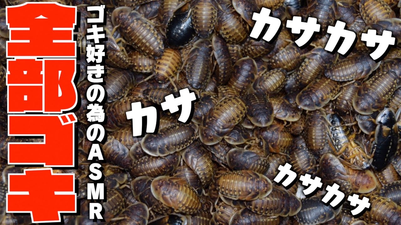 「大量のゴキブリ」が届いたのでゴキホテルを作りまくる！！