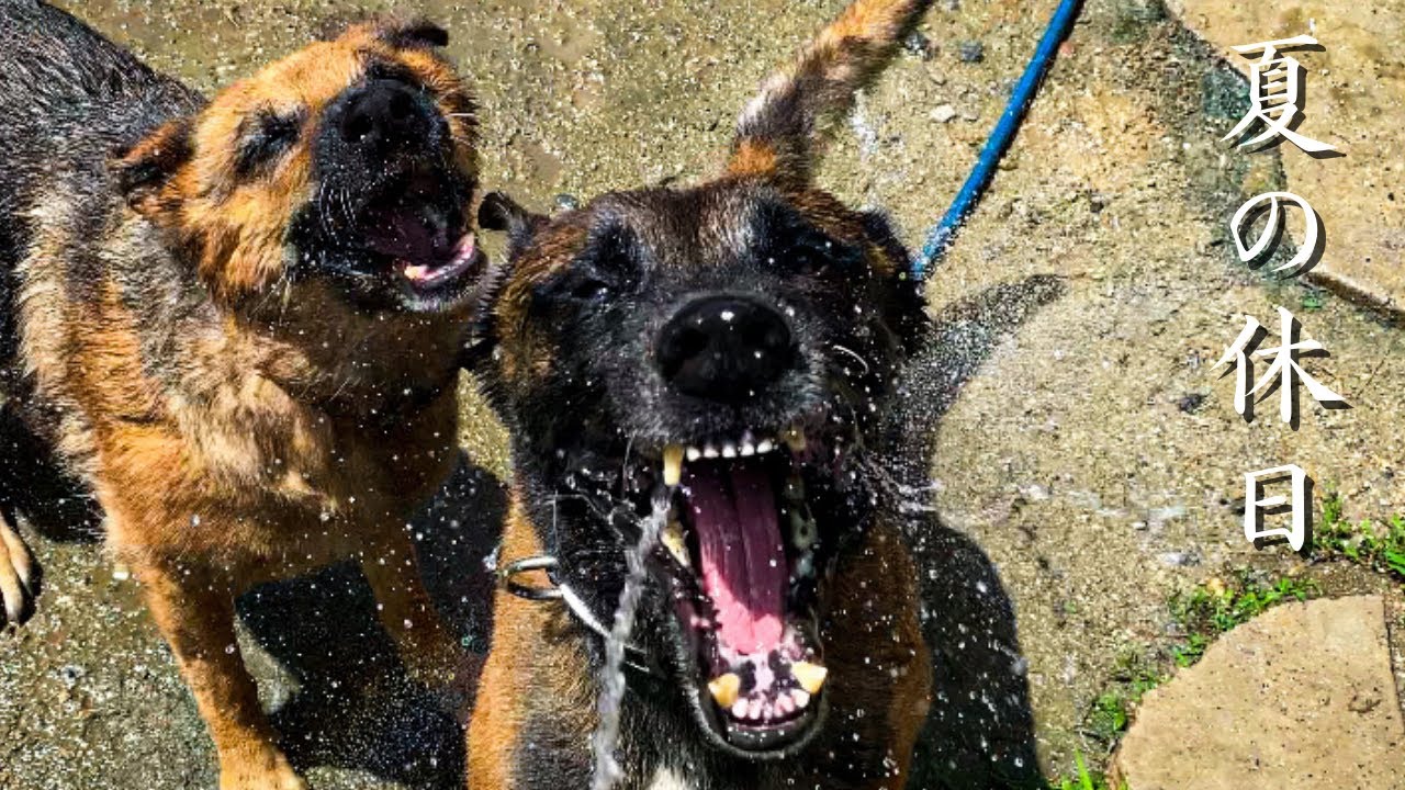 【 犬三昧 】夏の休日はこう過ごす！大型犬4頭飼主※熱中症要注意、川遊び、ドッグラン、ハスキー、ネイチャーサウンド