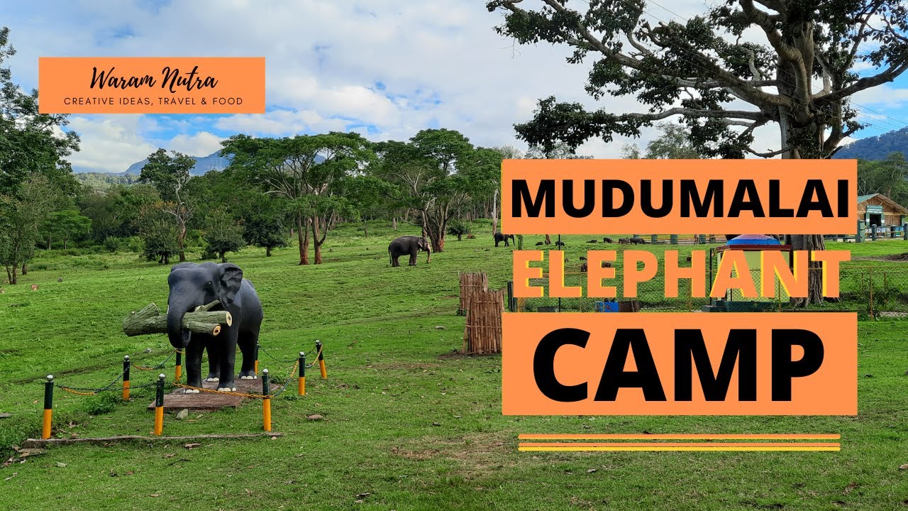 Mudumalai Elephant Feeding Camp | Meet 72 years old Bama, brilliant Moorthy, Raghu & Clever Kamatchi