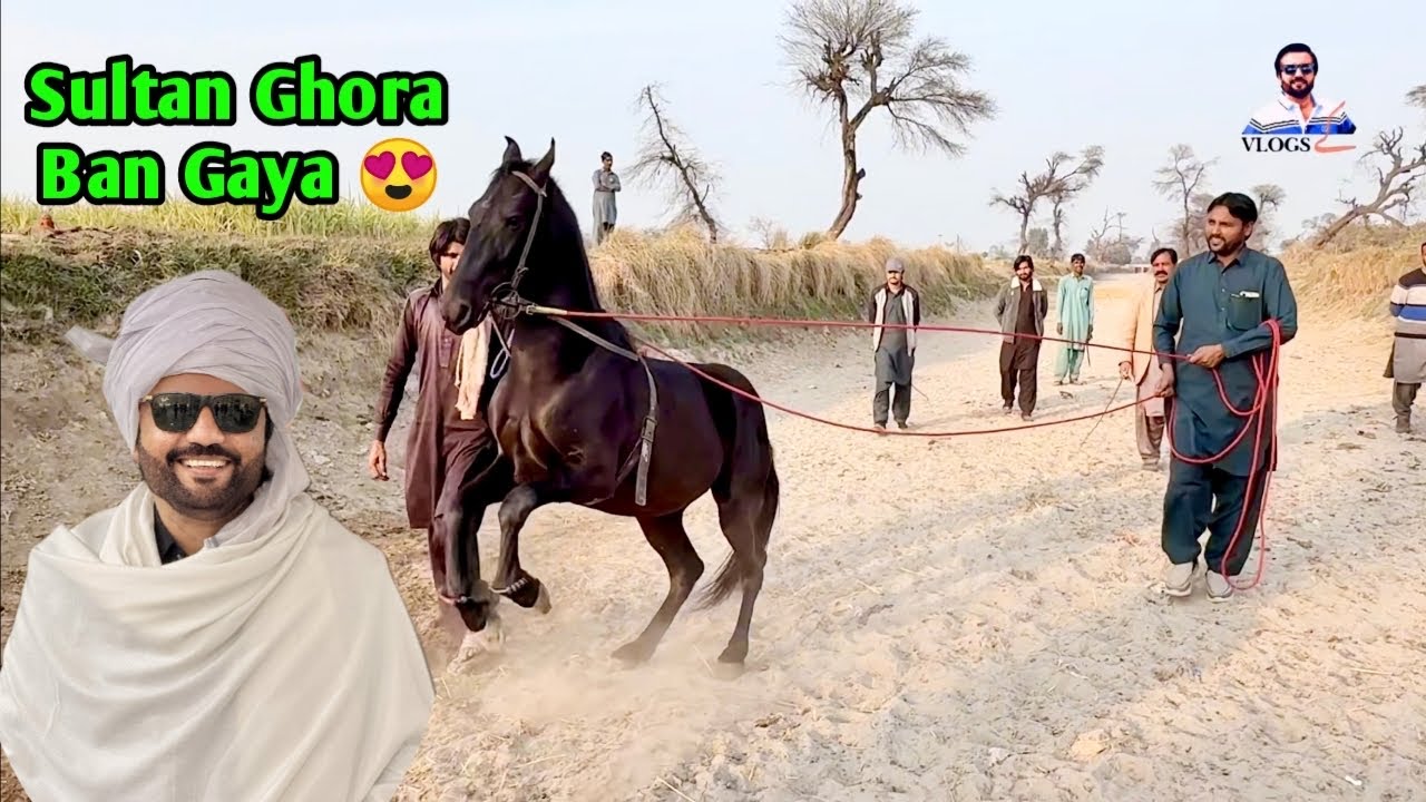 Sultan Poora Ghoda Ban Gaya 