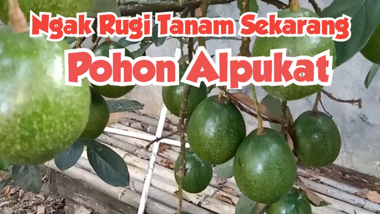TANAM 4 POHON ALPUKAT DIPEKARANGAN RUMAH BERBUAH LEBAT, Alpukat cipedak II alpukat miki