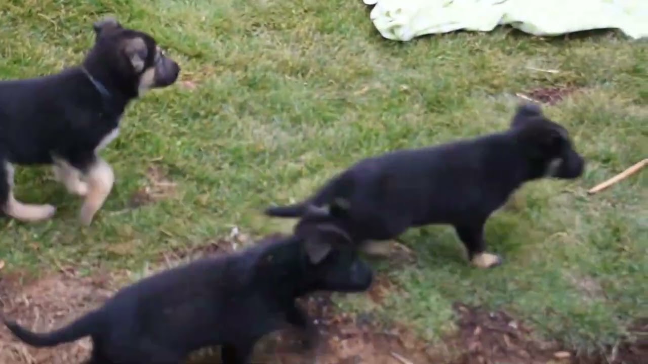 German Shepherd Puppies For Sale