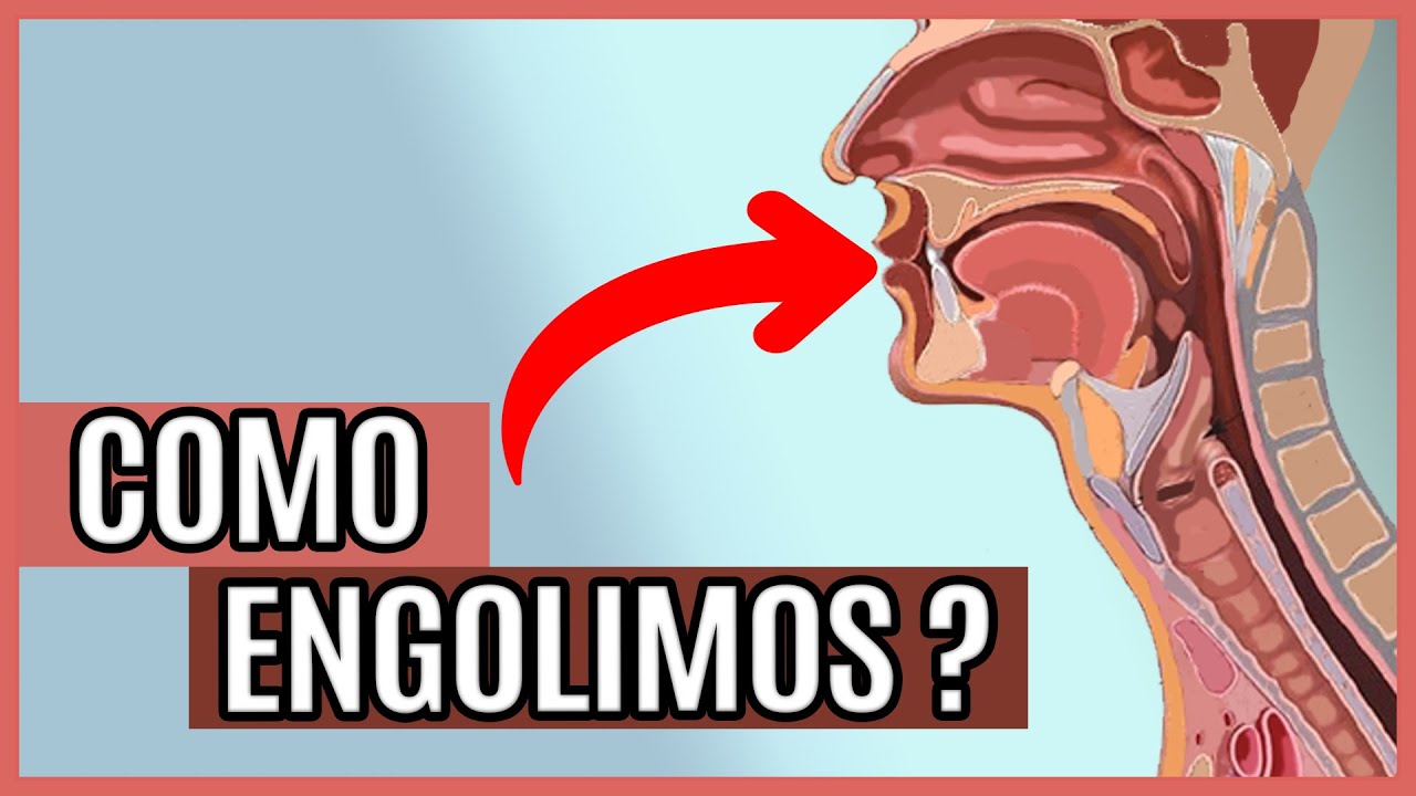 Como Engolimos ? As Fases da Deglutição  😀